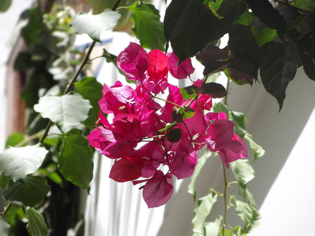 Riad Les Bougainvilliers Марракеш Екстер'єр фото