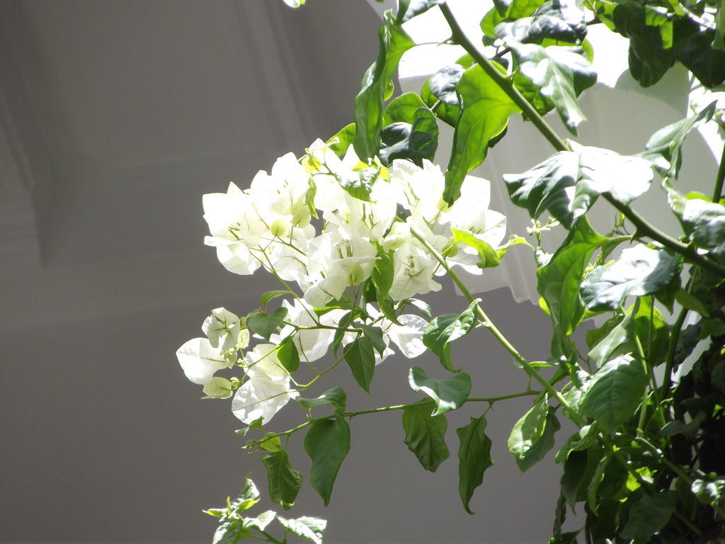 Riad Les Bougainvilliers Марракеш Екстер'єр фото
